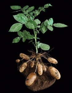 potato_plant