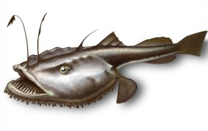monkfish